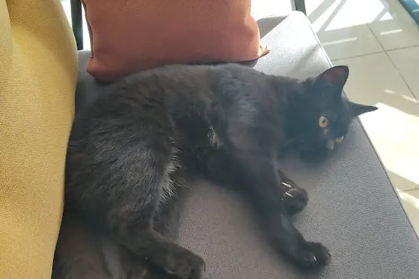 miyavet Veteriner Kliniği - Resim 15