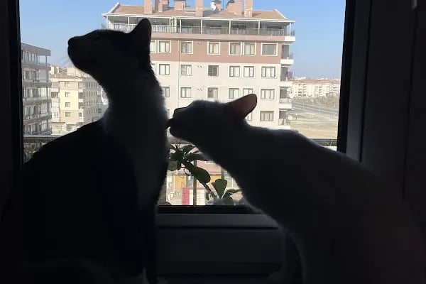 Beyhekim Veteriner Kliniği - Resim 18