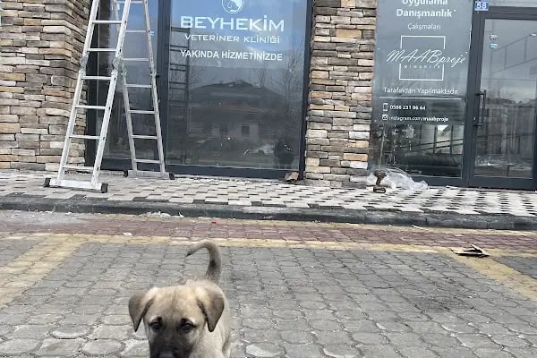 Beyhekim Veteriner Kliniği - Resim 8