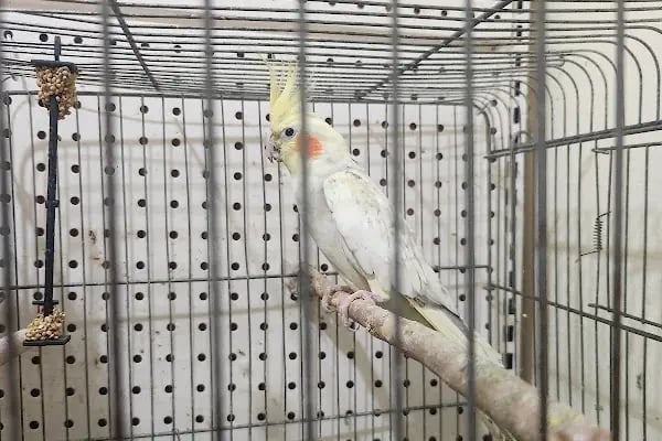Acar Petshop ✅️ - Resim 3