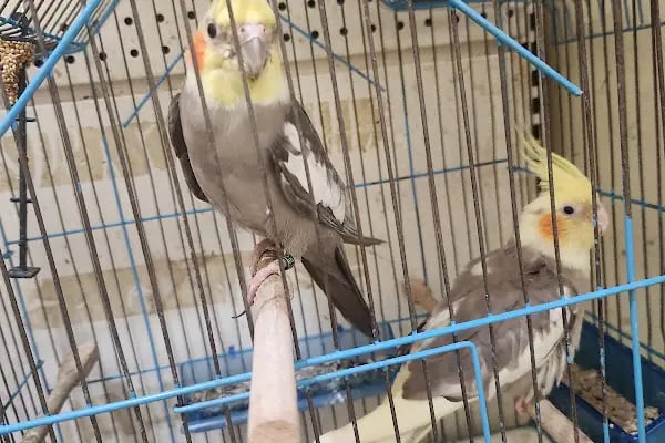 Acar Petshop ✅️ - Resim 10