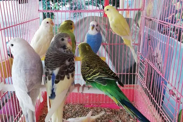 Acar Petshop ✅️ - Resim 13