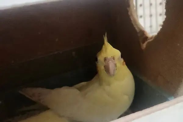 Acar Petshop ✅️ - Resim 7