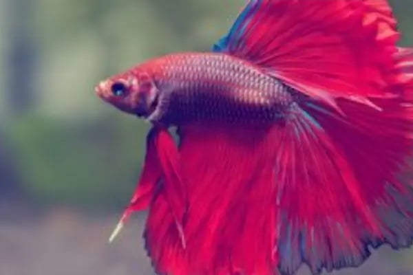 Acar Petshop ✅️ - Resim 14