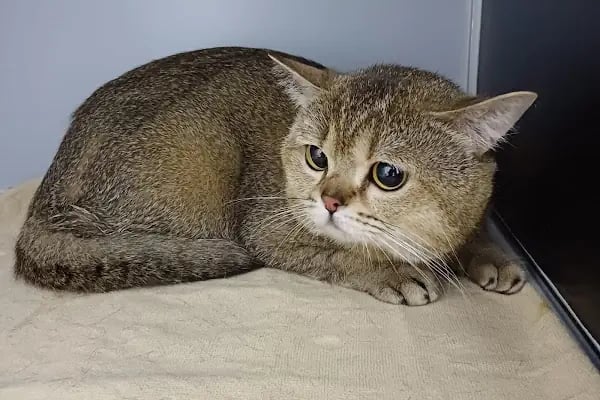 Lara Elite Veteriner Kliniği - Antalya Nöbetçi Veteriner - Ветеринарная клиника - Resim 4