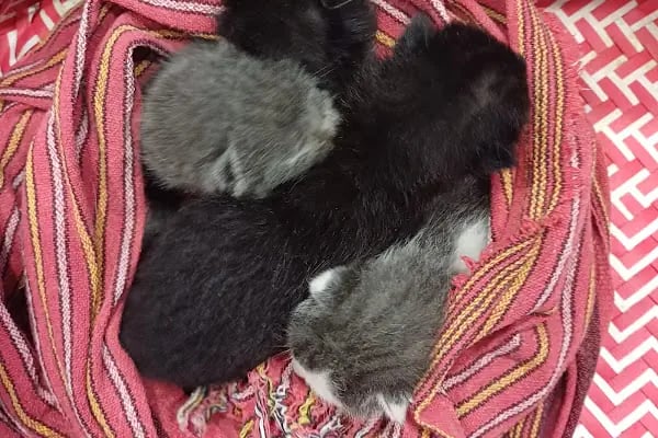 Lara Elite Veteriner Kliniği - Antalya Nöbetçi Veteriner - Ветеринарная клиника - Resim 17