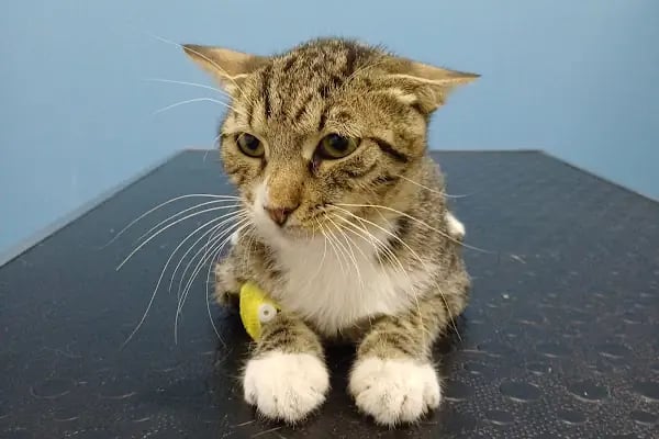 Lara Elite Veteriner Kliniği - Antalya Nöbetçi Veteriner - Ветеринарная клиника - Resim 2