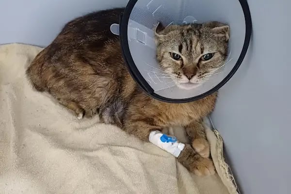 Lara Elite Veteriner Kliniği - Antalya Nöbetçi Veteriner - Ветеринарная клиника - Resim 19