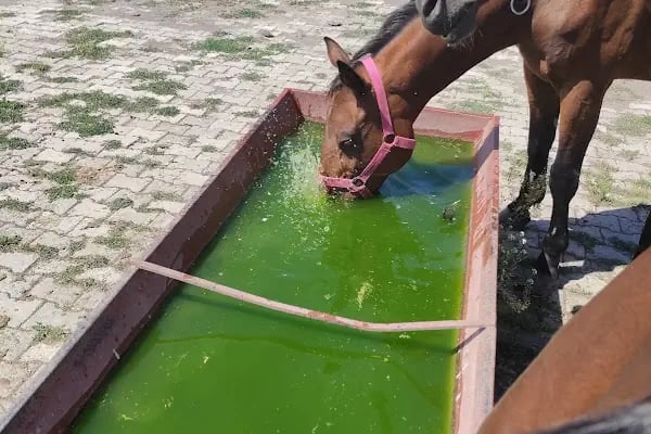 KAÜ Atlı Sporlar Kulübü - Resim 5