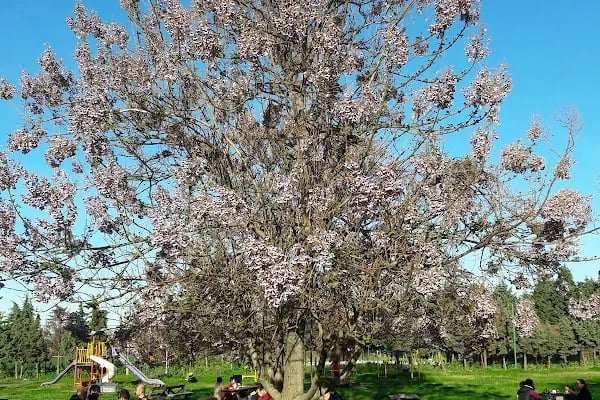 Manisa Tenis Dağcılık Spor Kulübü - Resim 17