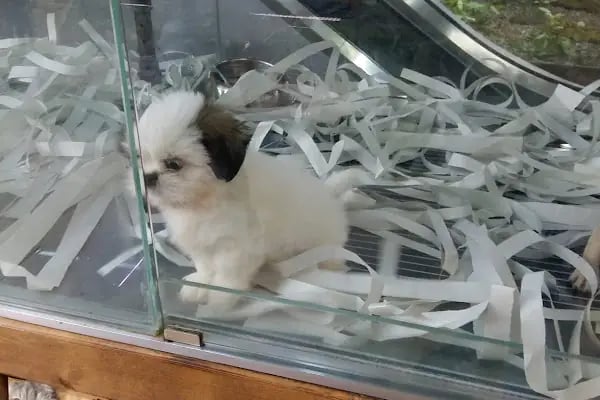 Caretta Pet Shop - Resim 3
