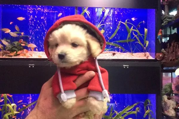 Caretta Pet Shop - Resim 4