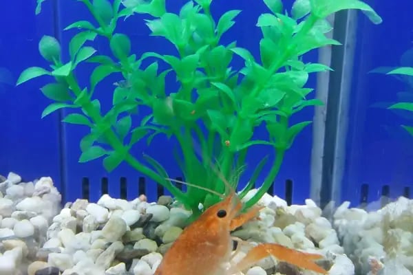 Caretta Pet Shop - Resim 15