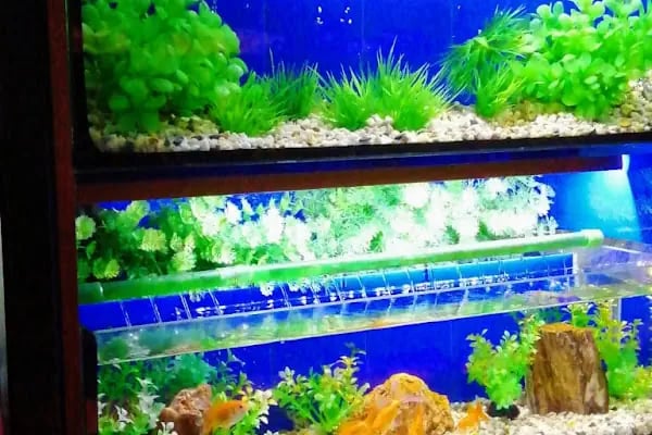Caretta Pet Shop - Resim 2