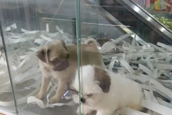 Caretta Pet Shop - Resim 9