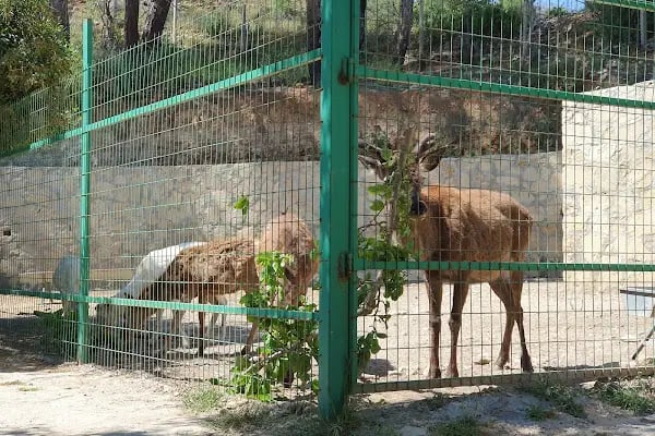 Animal park - Resim 5