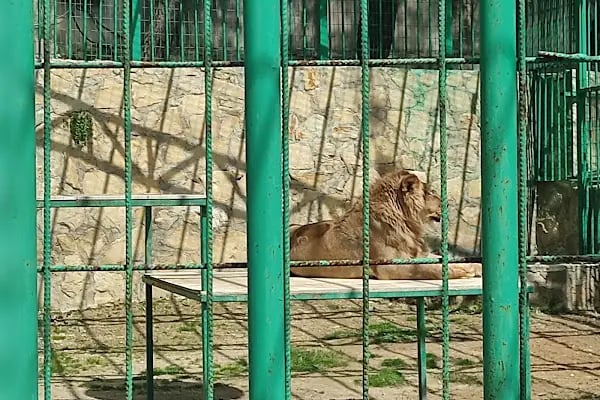 Animal park - Resim 2