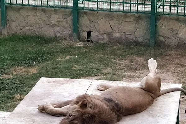 Animal park - Resim 12