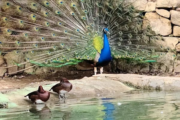 Animal park - Resim 6