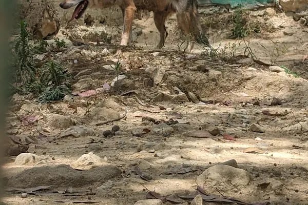 Animal park - Resim 9