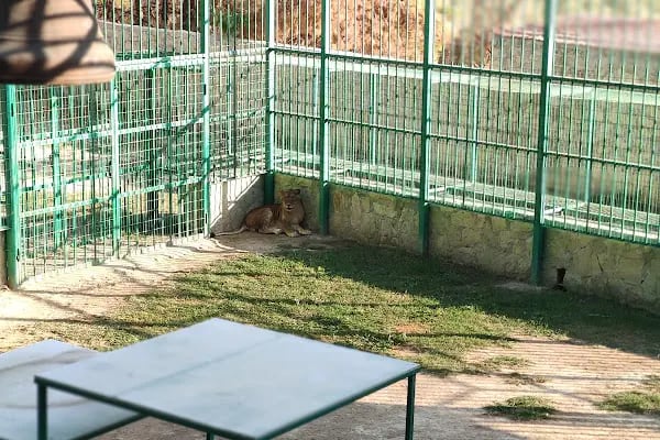 Animal park - Resim 11