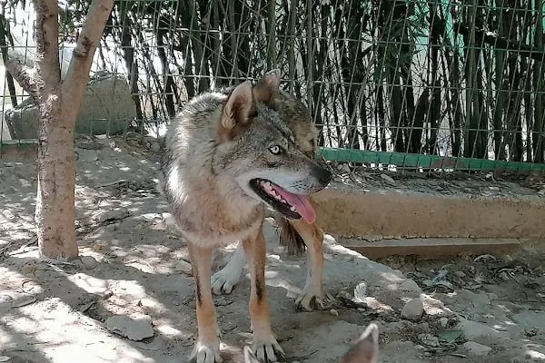 Animal park - Resim 18