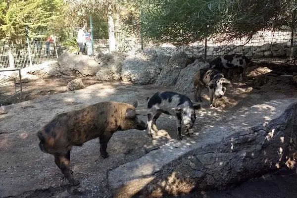 Animal park - Resim 20