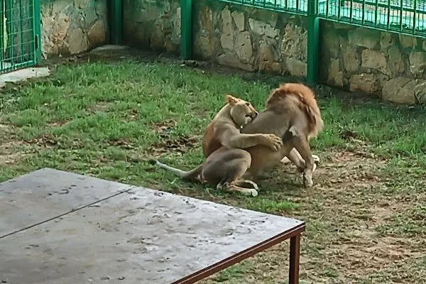 Animal park - Resim 10