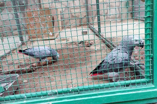 Animal park - Resim 16