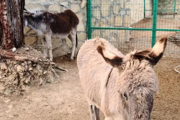 Animal park - Resim 14