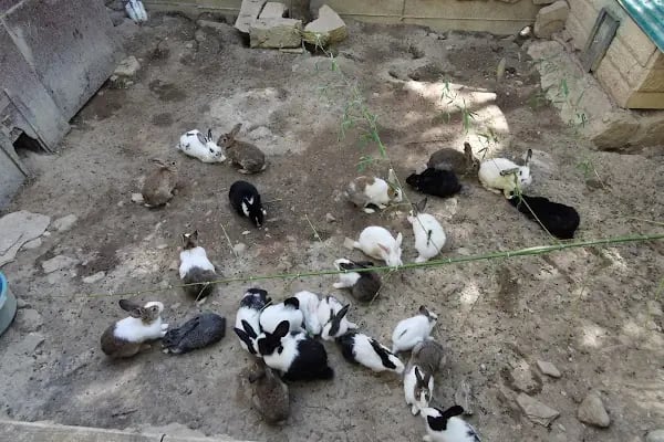 Animal park - Resim 7