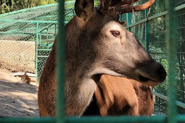 Animal park - Resim 15