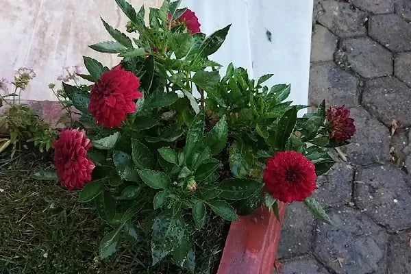 Çiçek tatil sitesi - Resim 2