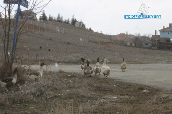 Ankara Akyurt Haber ve Reklam - Resim 16