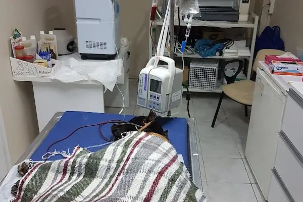 İzmir Veteriner Polikliniği - Resim 4