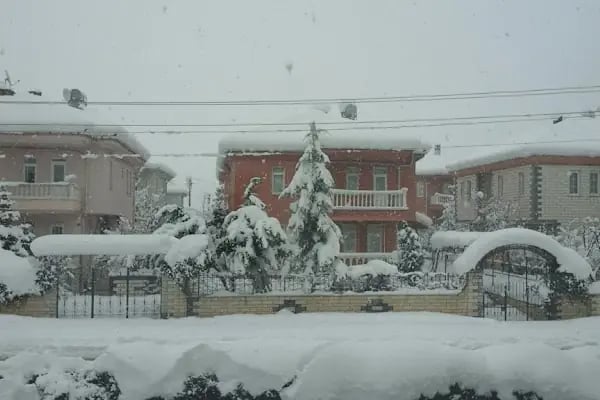 Arı Sitesi - Resim 3