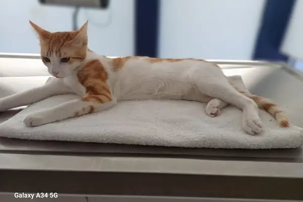 Paradise Veteriner Kliniği - Resim 4