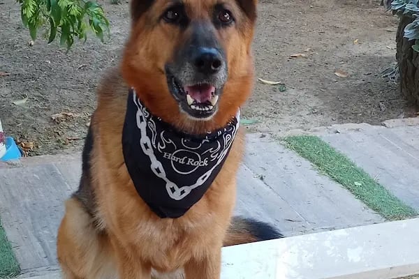 Turgutreis Veteriner Kliniği - Resim 5