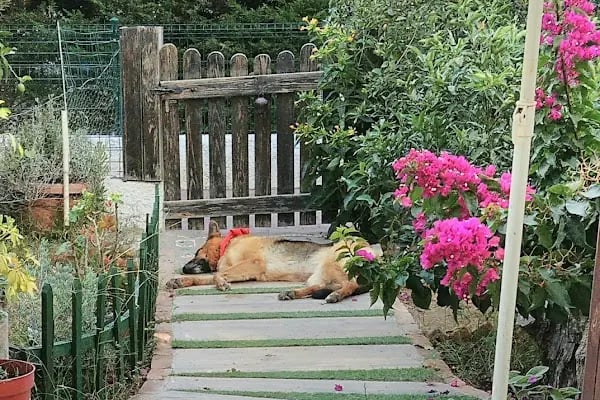 Turgutreis Veteriner Kliniği - Resim 17
