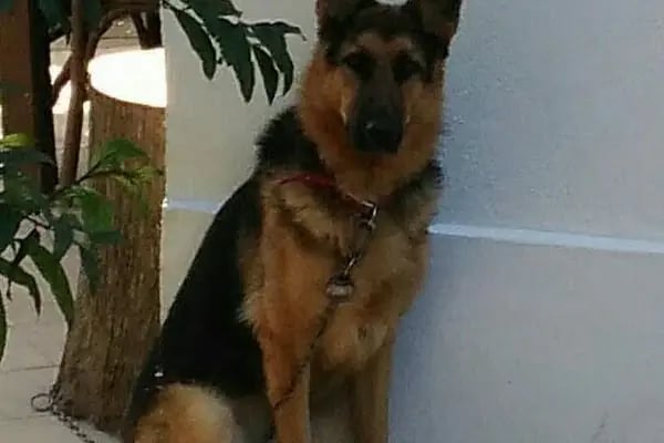 Turgutreis Veteriner Kliniği - Resim 7