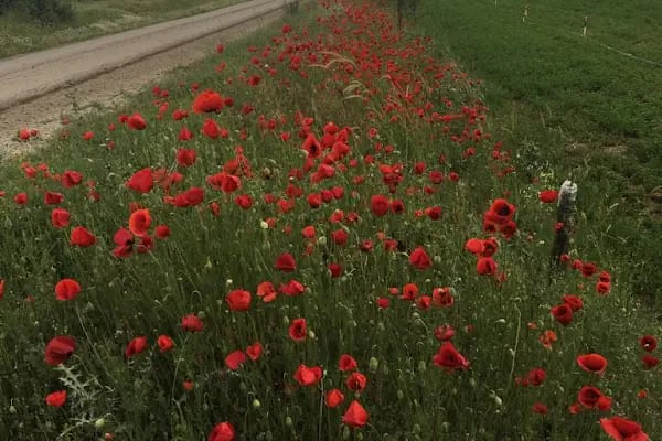 Ceylanpınarı Dinlenme Aile Havuzları karavan kanp alanları ve akuvapark &amp; At 🐎 binim hizmetleri - Resim 7