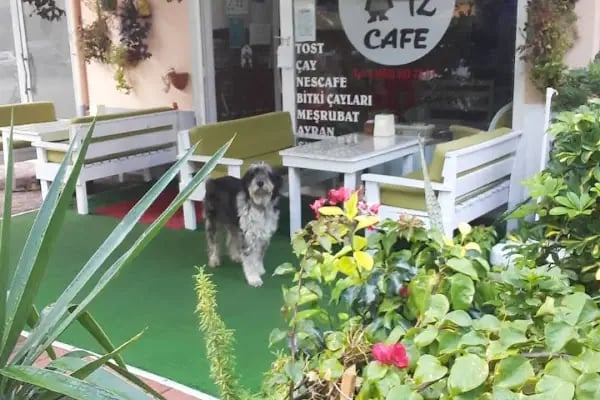 FİLİZ CAFE DEMRE - Resim 8