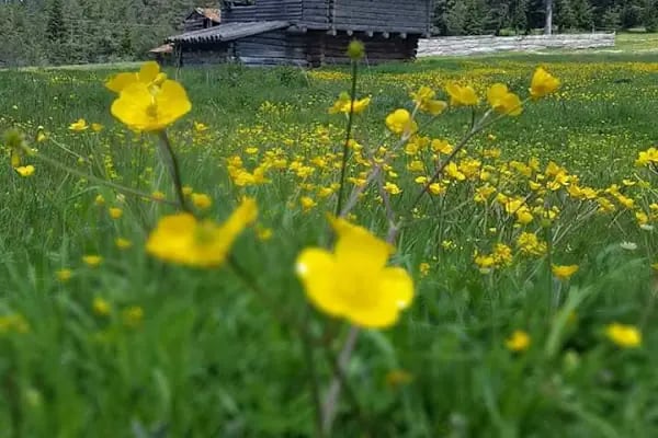 Topçuoğlu Av Ve Arı Malzemeleri - Resim 9