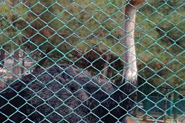 Hayvanat Bahçesi Zoo - Resim 10