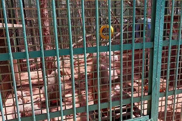 Hayvanat Bahçesi Zoo - Resim 12
