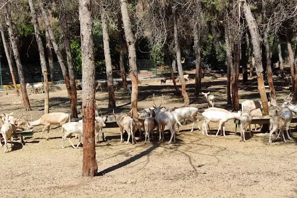 Hayvanat Bahçesi Zoo - Resim 7