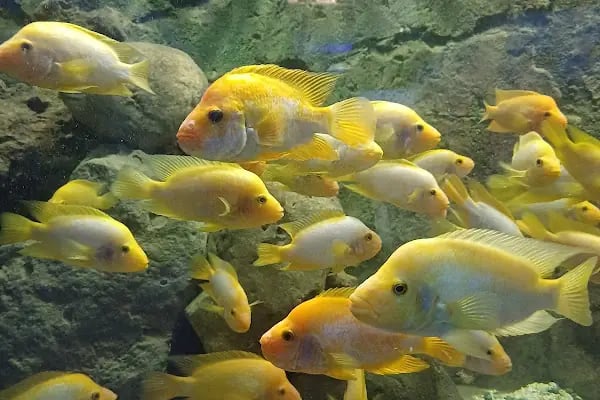 Hayvanat Bahçesi Zoo - Resim 5