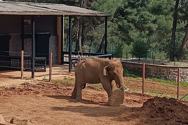 Hayvanat Bahçesi Zoo - Resim 8