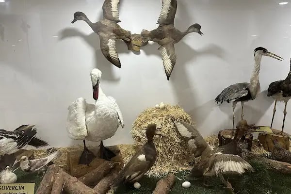 Hayvanat Bahçesi Zoo - Resim 6