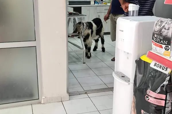 Anatomi Veteriner Kliniği - Resim 12